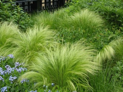 ornamental grass NYC