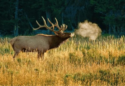 Bull Elk bugling - Yellowstone