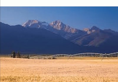 Montana wheat fields