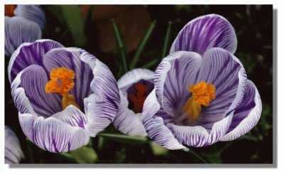 Spring Crocus-Scotland