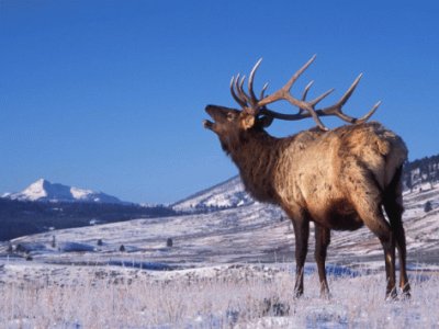 elk