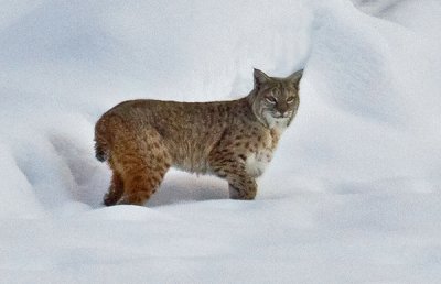 bobcat