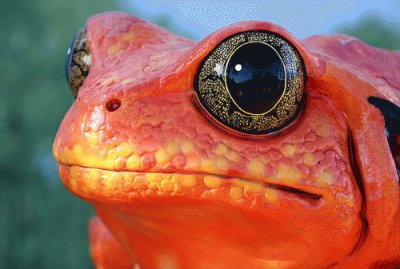 Frog orange