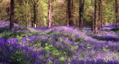 meadow