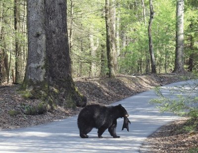 Smoky Mountains, Tennessee