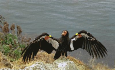 California Condor by Water