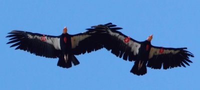 Endangered California Condors