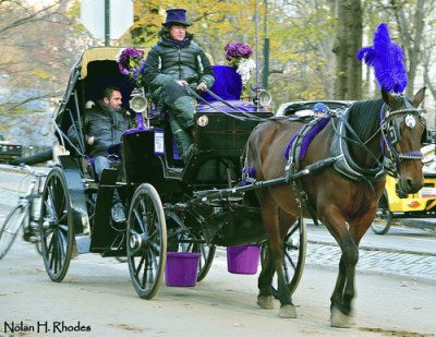 Horse Drawn Carriage Ride-Central Park NYC