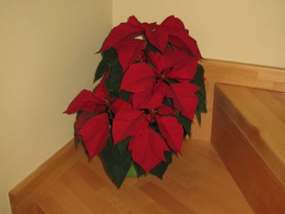 Poinsettia