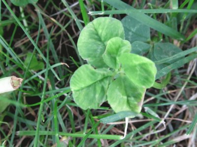 Ever see a 5 leaf clover?