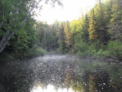 Raindrops at Black River NB