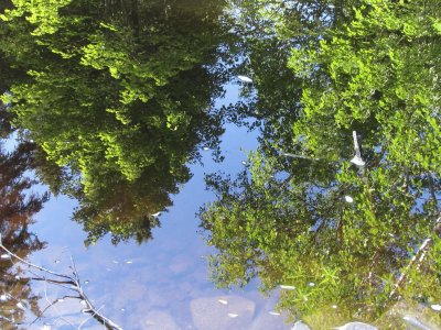 Reflections in Black River