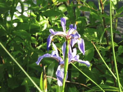 Swamp Iris