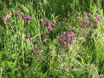 Wild flowers in the field