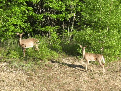 Deer near the hwy