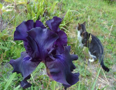 Purple Iris and Cat