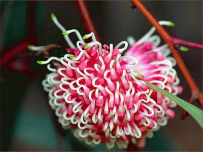 Hakea - Australia