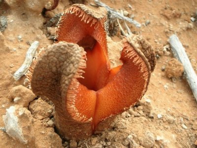 Hydnora - Africa