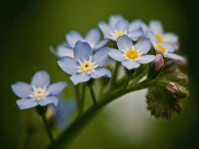 Myosotis - Europa