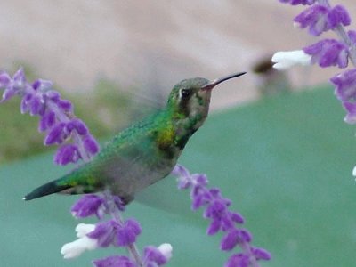 ColibrÃ­