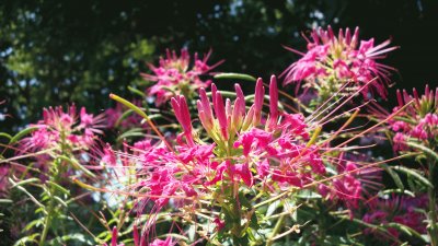 flowers