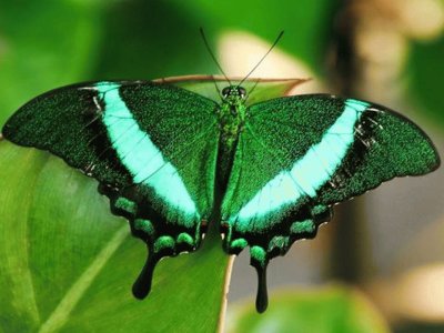 Cola de GolondrinaÂ Esmeralda - Asia