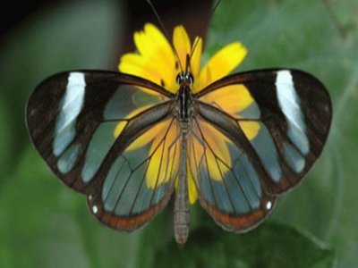 Glasswing  - AmÃ©rica Central