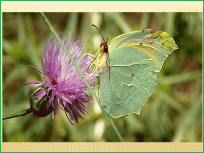 Gonepteryx cleopatraÂ - P. IbÃ©ricaÂ 