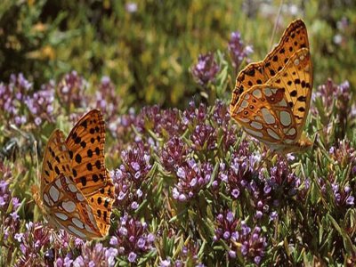 Issoria lathonia â€“ P. IbÃ©rica