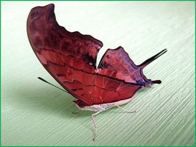 Mariposa - Brasil