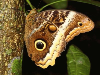 Mariposa bÃºho- AmÃ©rica Central y Sur