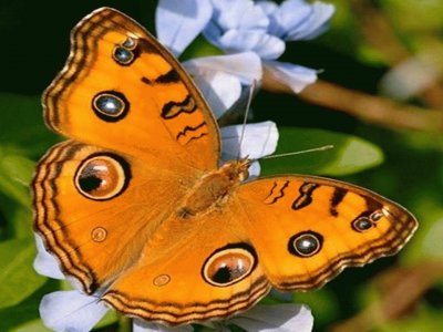 Mariposa pavo real - Asia