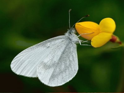 MariposaÂ deÂ madera blanca - Europa