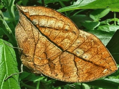 MariposaÂ Hoja - Asia y Madagascar