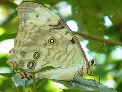 Morpho BlancoÂ - AmÃ©rica Central,  Antillas