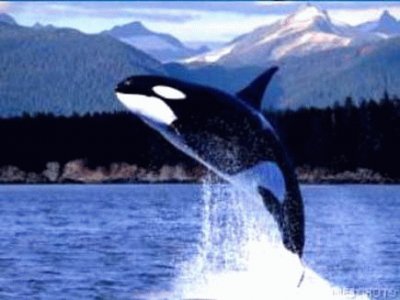 Orca