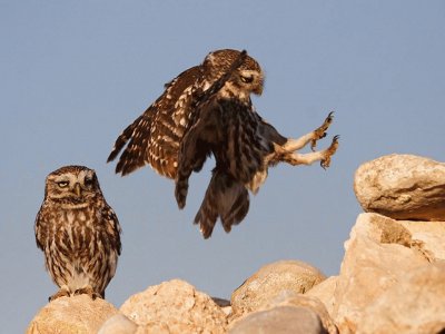 Mochuelo en vuelo