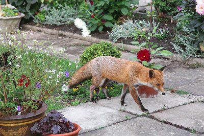 Zorrito en casa