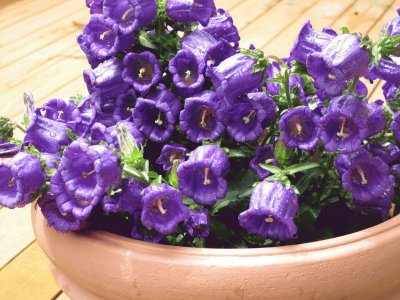 Purple Bell Flowers