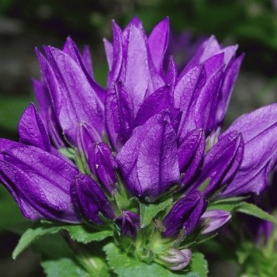 Purple Campanula Bellflowers