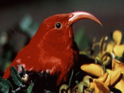 IÊ»iwiÂ (Vestiaria coccinea) - Hawai