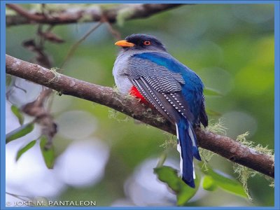 Quetzal Azul