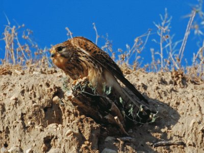 Abejaruco macho en su nido