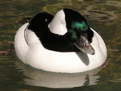 Bufflehead