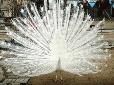 Pavo Real albino