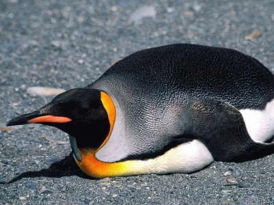 Pinguino