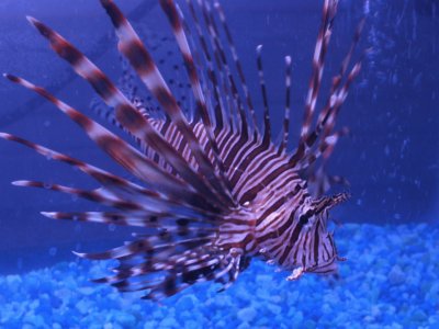 Great Barrier Reef Lionfish-Australia