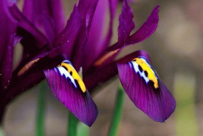 Dark Violet Iris