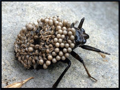 Chinche acuÃ¡tica gigante