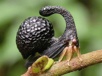 Cladonota inflatus - America Central